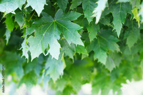 maple leaves close-up