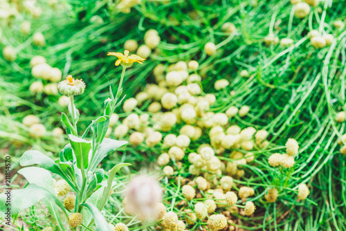 white flowers on grass background