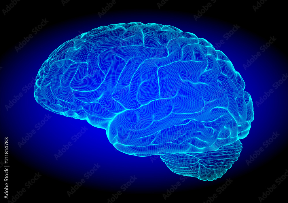 Wireframe brain vector