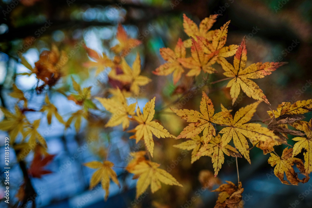 Autumn leaves change colour in Kyoto Japan, Beautiful Landscape garden and wonderful time colourful in nature. Autumn leaves change colour in Kyoto Japan, Beautiful Landscape garden and wonderful time colourful in nature.