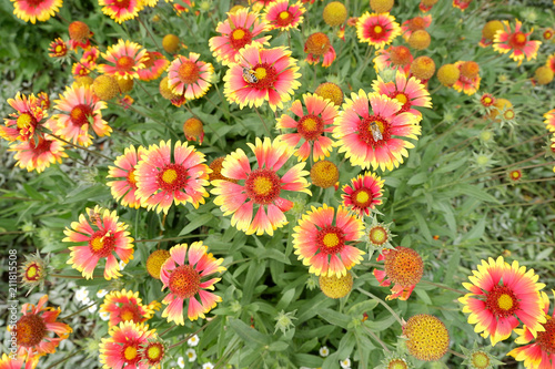 Yellow-scarlet Gaillardia of the genus Aster. Bees with pollen on a flower Arizona sun or awned arizona. Background for postcards.