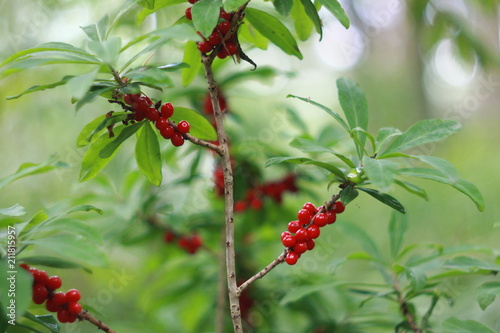 Daphne mezereum red poisonous berries in summer forest, mezereum, spurge laurel, spurge olive, photo