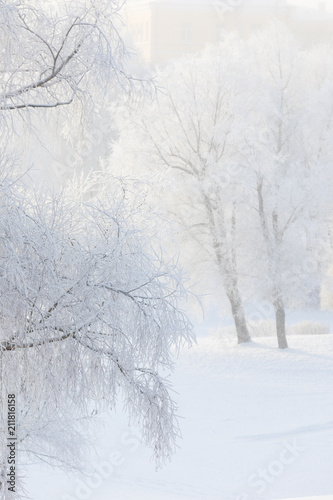 Trees covered with hoarfrost in the city park in a very cold morning