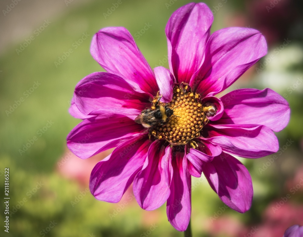 Fototapeta premium Blüte