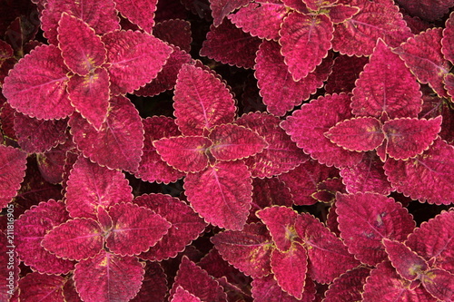 Red leaves background nature texture