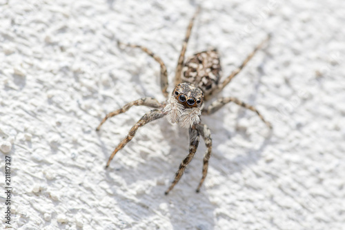 the Salticidae spider © Francesco