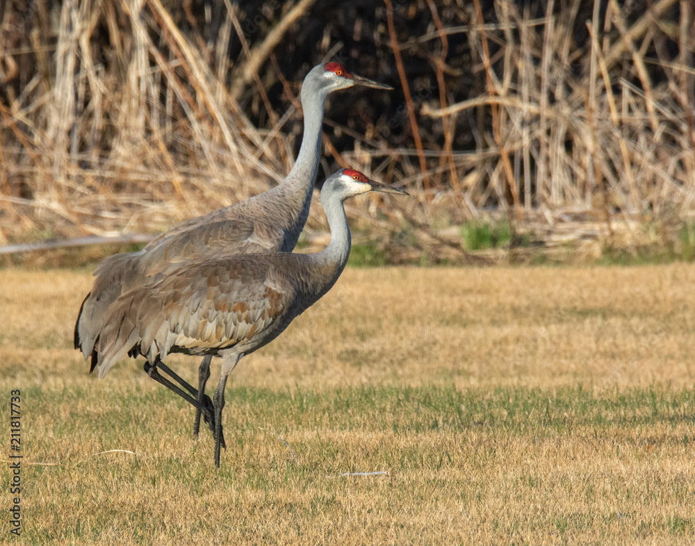 Obraz premium Two Sandhill Cranes Stepping together