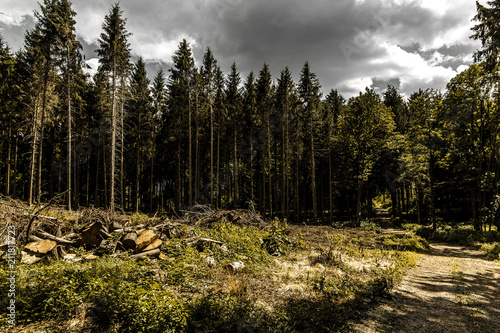 Forest under dramatic clouds