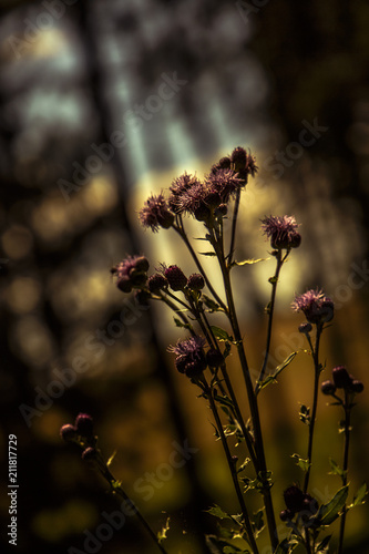 Forest Flowers