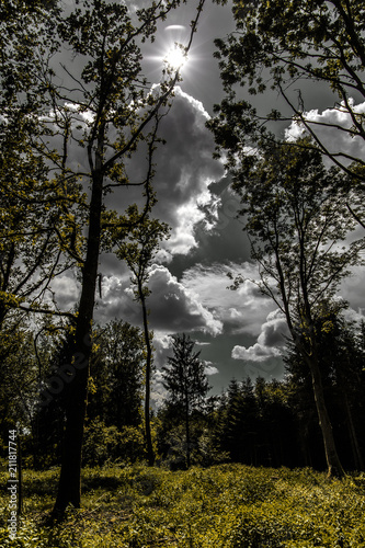 Forest under dramatic clouds