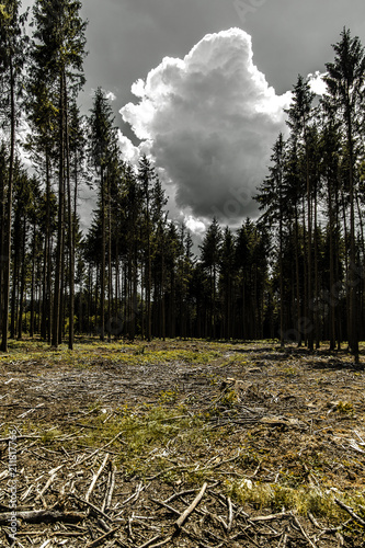 Forest under dramatic clouds