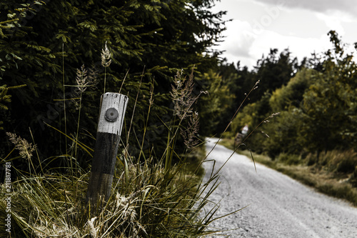 Forest road