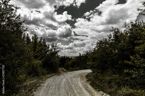 Forest under dramatic clouds
