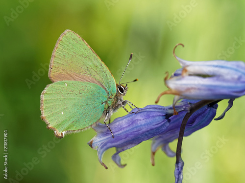 Green Hairstreak Butterfly on Bluebell