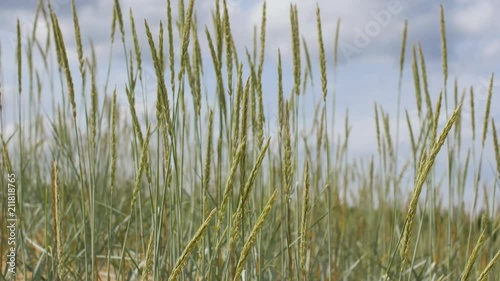 nature, environment and flora concept - sand reed growing on beach photo