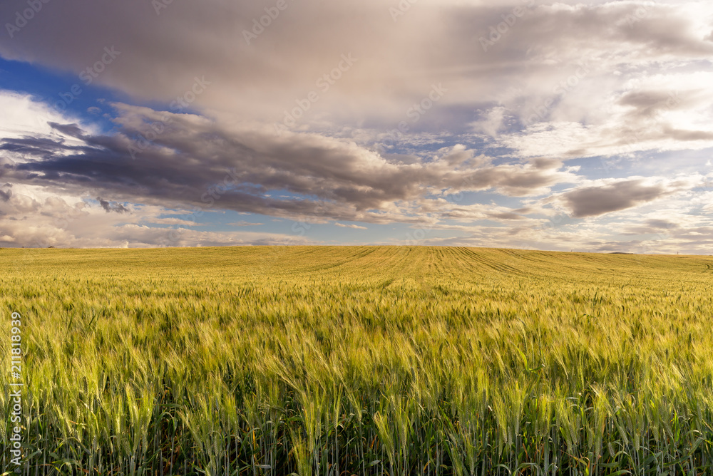 Campo di grano con cielo nuvoloso e tramonto 