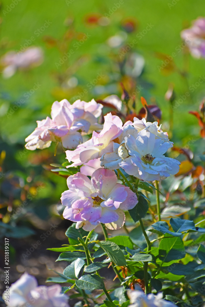Fototapeta premium White and Pink Colored Flowers