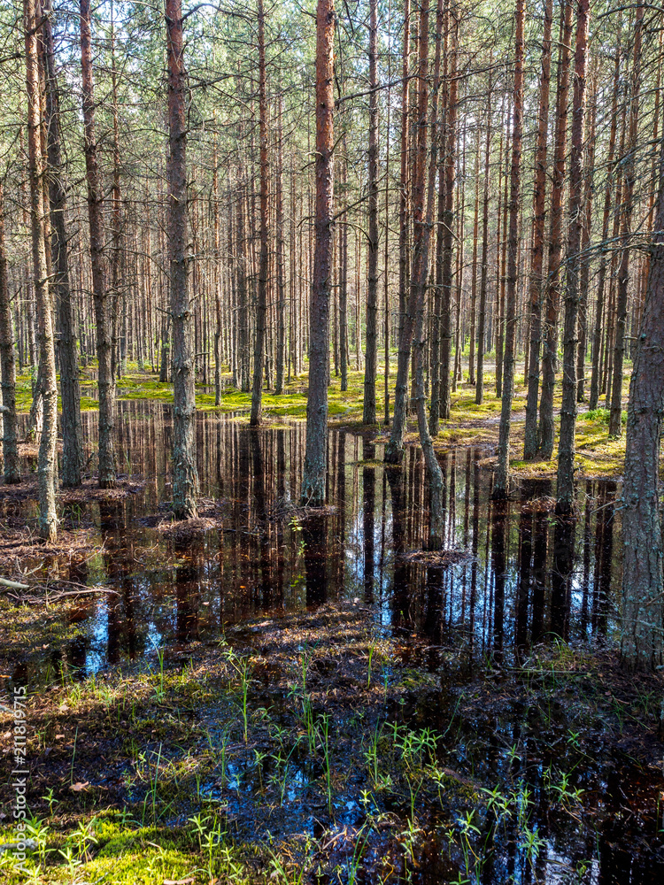 Fototapeta premium Forest reflected in water