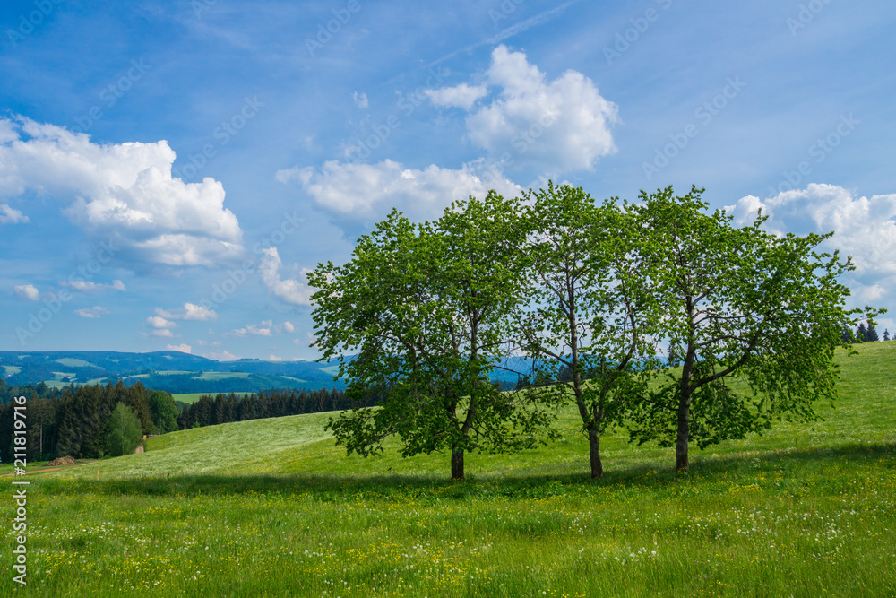 Germany, Three trees in a row on a green pasture surrounded by black forest landscape