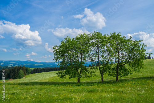 Obraz na płótnie Germany, Three trees in a row on a green pasture surrounded by black forest landscape w salonie