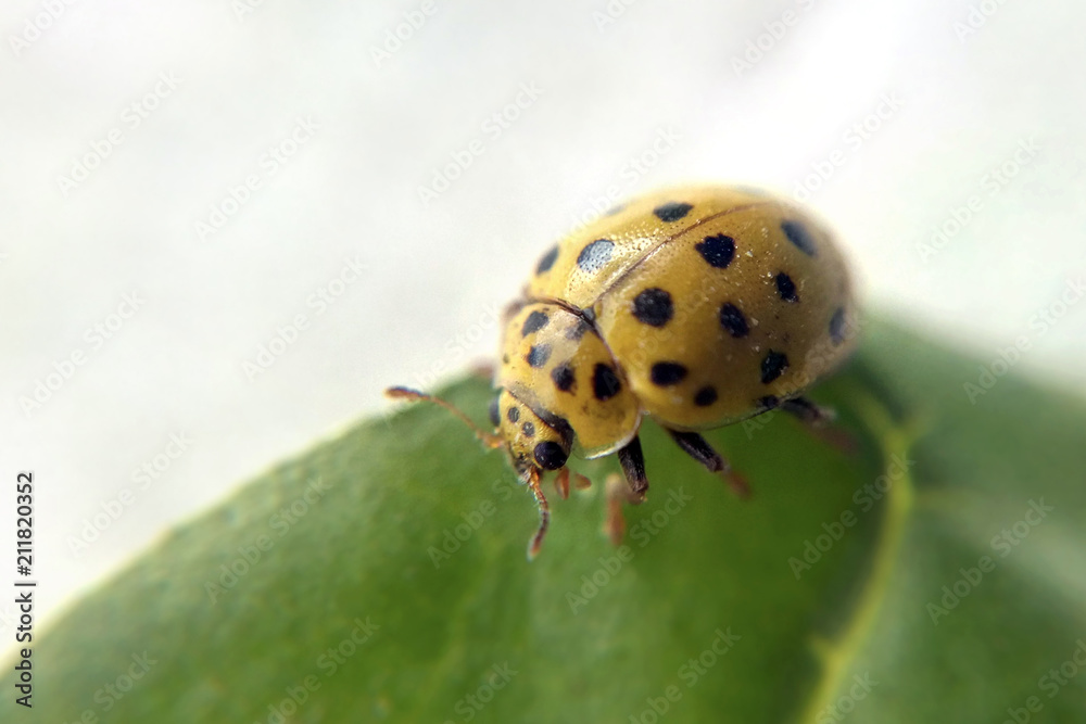 Ladybug yellow on a sheet of macro blurred background, insect in spots close-up in the summer Ladybug yellow on a sheet of macro blurred background, insect in spots close-up in the summer