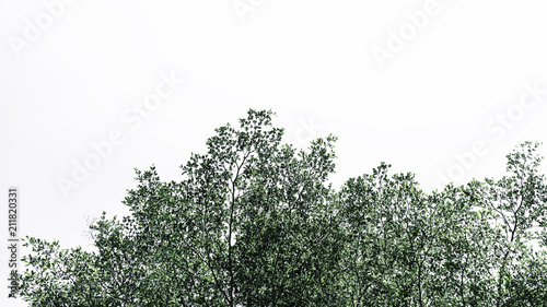 Green leaves of Terminalia ivorensis tree on white background. photo