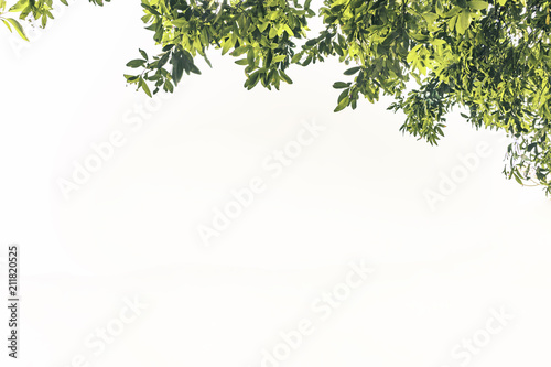 Leaves frame isolated on white background © vuttinan