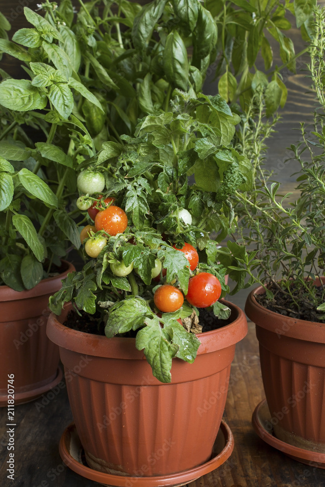 Herbal Garden with Cherry Tomatoes, Potted