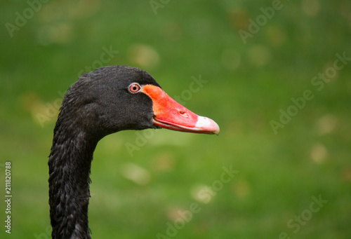 Head of a black swan against a background of green grass close-up photo