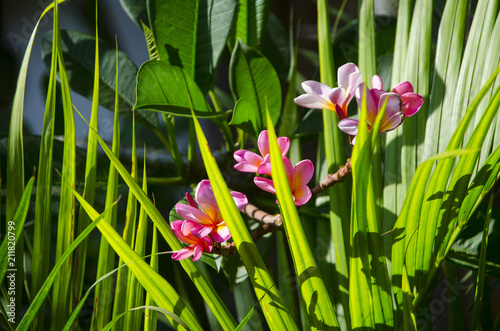 Frangipani pomi  dzy palmami