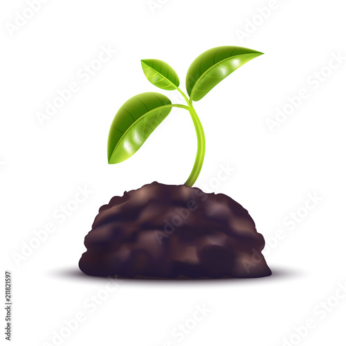 Realistic Detailed 3d Green Plant over Ground. Vector