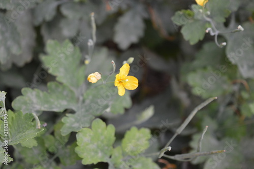 Yellow flowers of celandine on a background of green leaves