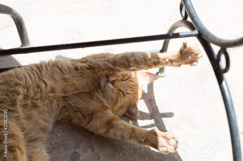 Hedonist cat from Morocco