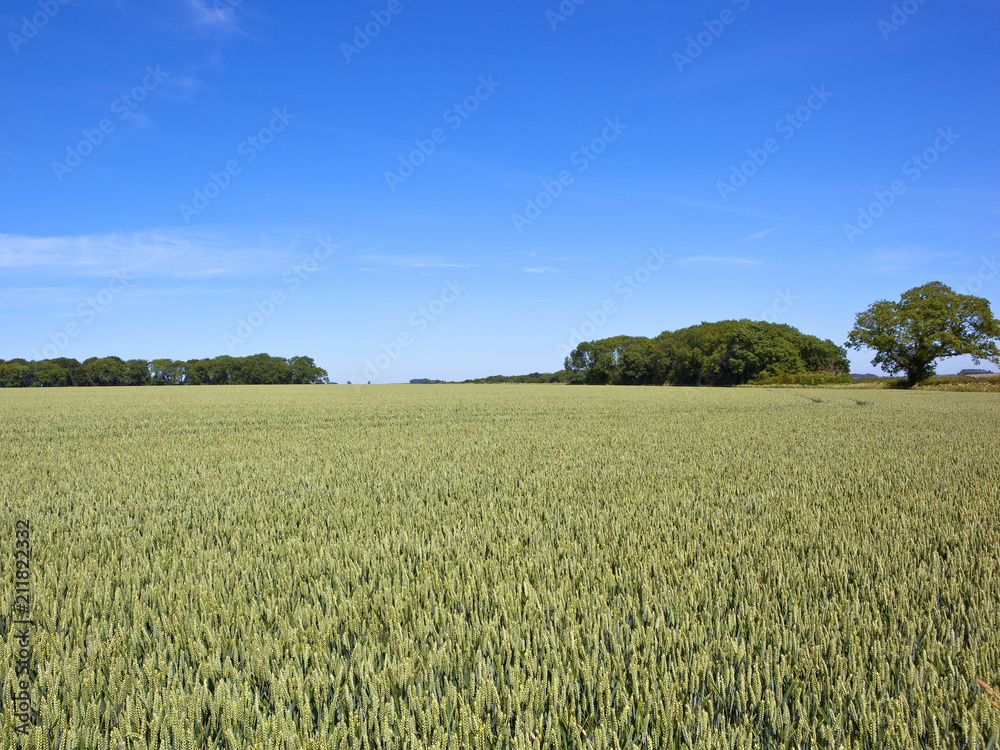 Obraz premium ripening wheat crop