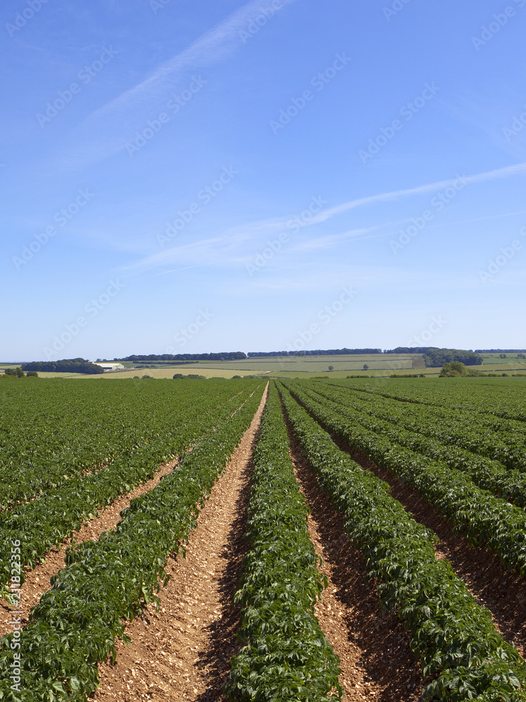 upland potato rows