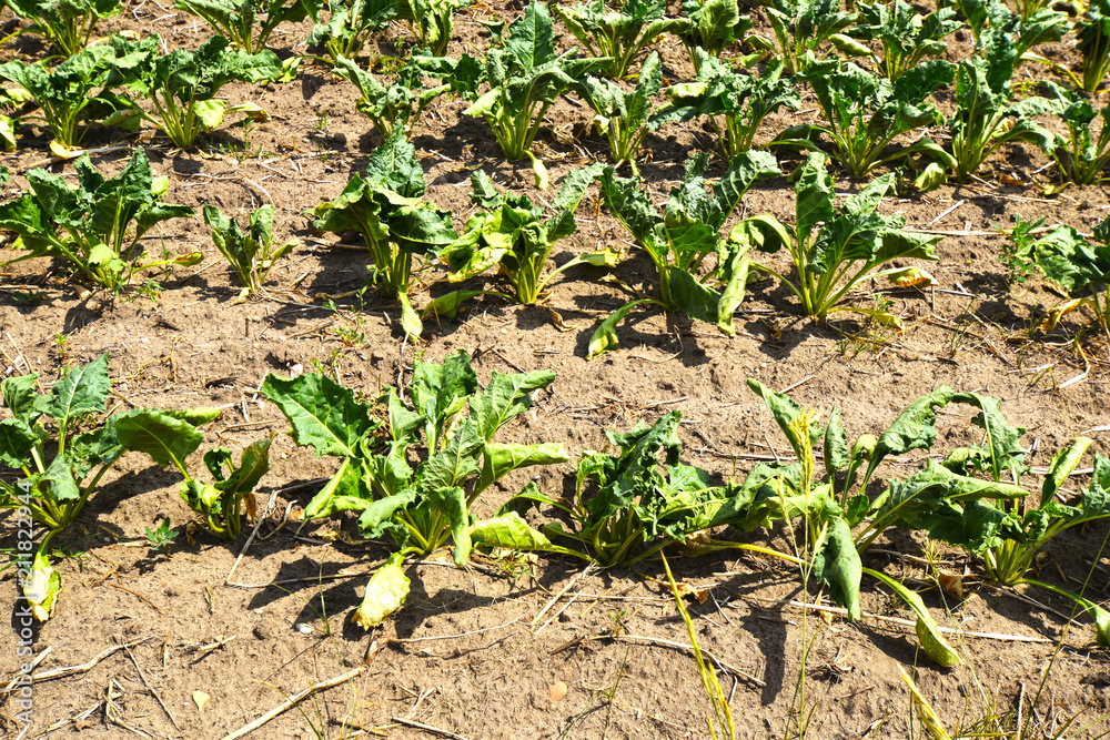 Due to water scarcity dry chard fields (Beta vulgaris cicla) in northern Germany in summer. Due to water scarcity dry chard fields (Beta vulgaris cicla) in northern Germany in summer.
