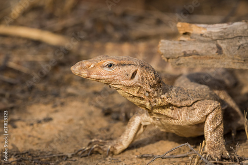 Monitor Lizard, Ranthmbore National Park © Sourabh