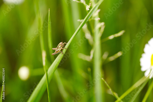 Grasshopper on green grass. Close up.