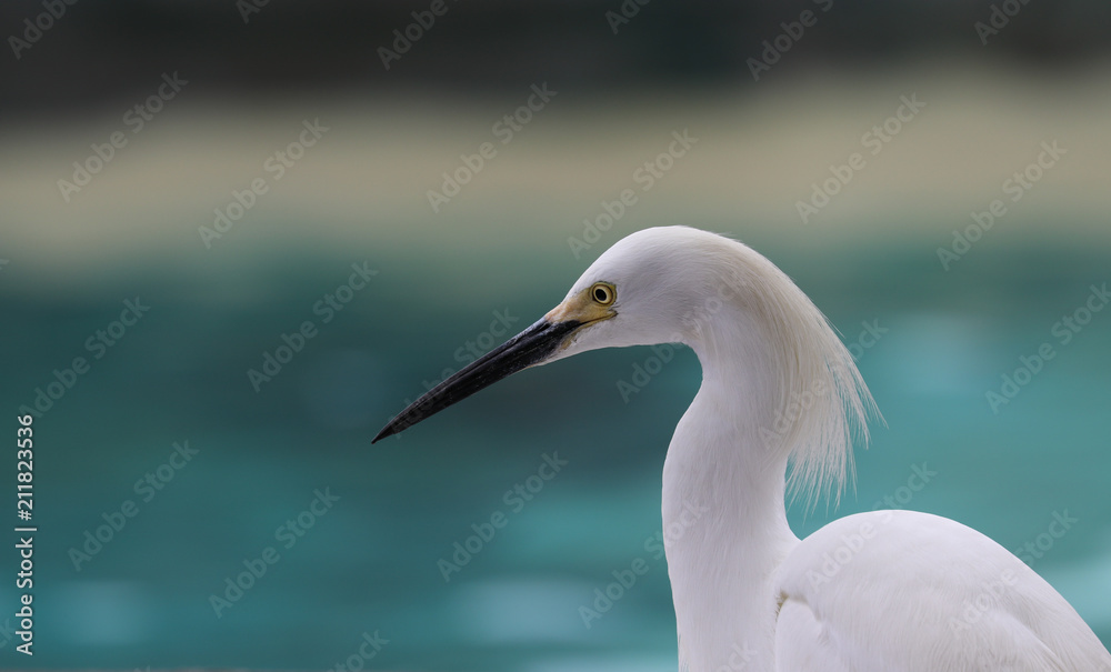 Snowy Egret Snowy Egret