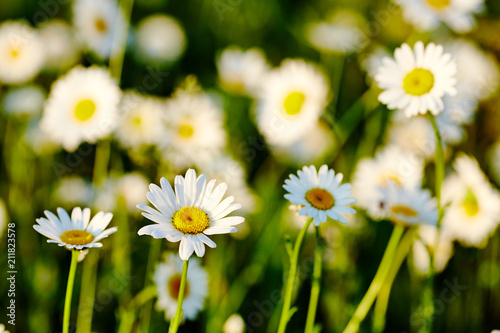 Field of daisy flowers. Spring meadow sun - camomile.