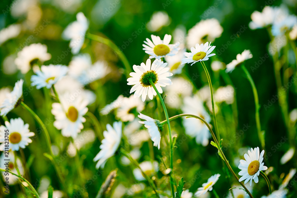 Spring meadow sun - camomile. Field of daisy flowers. Spring meadow sun - camomile. Field of daisy flowers.