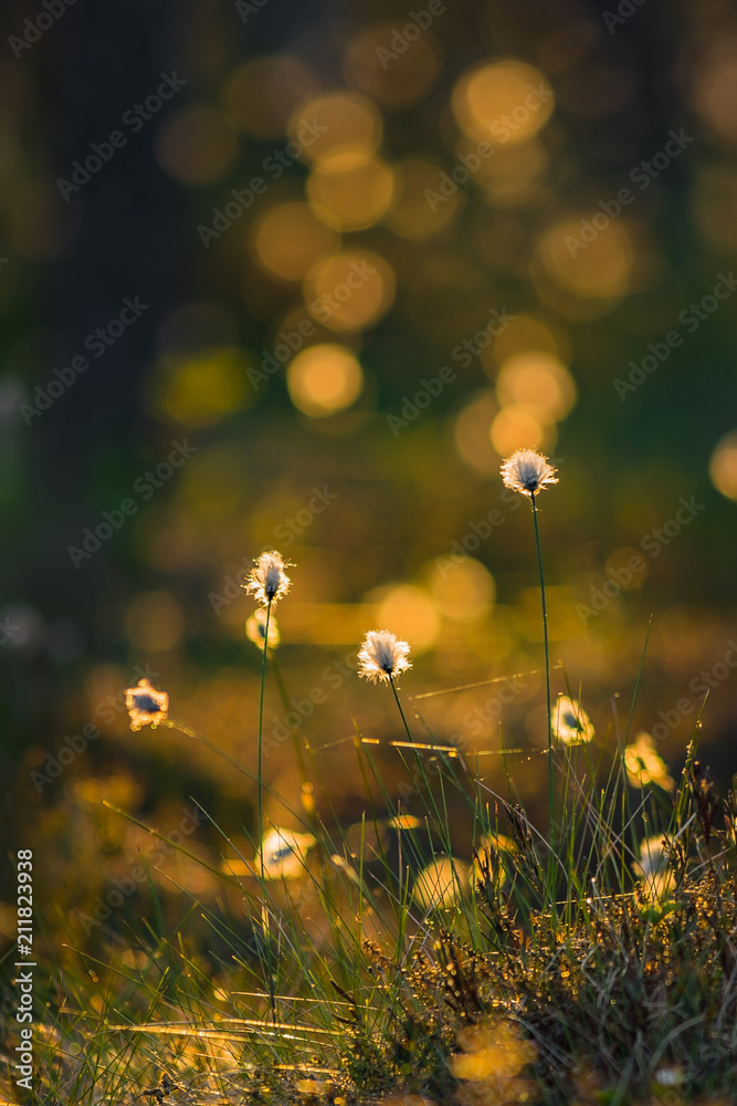 Summer evening light colored tussock cottongrass