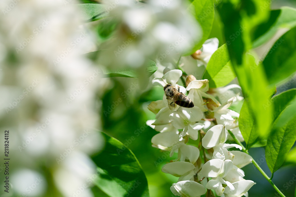 Bee on white acacia flowers. Close-up. Bee on white acacia flowers. Close-up.