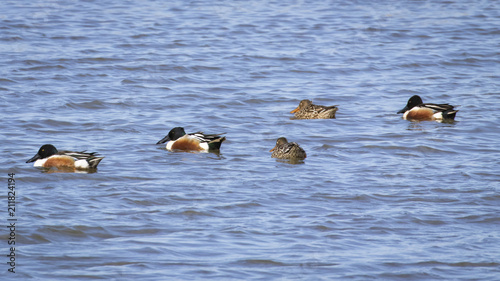Northern Shoveler Ducks