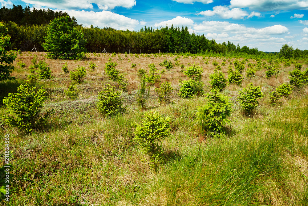 Natural cultivation of young spruce trees in the midst of green grass. Blue sky with clouds in the background.