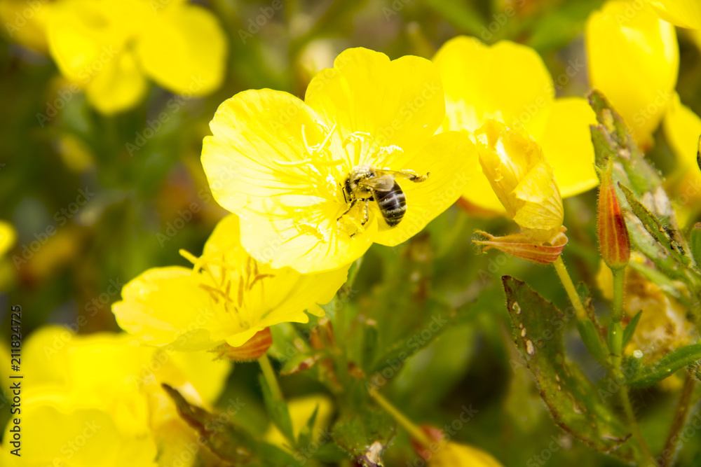Bee pollinates a yellow flower
