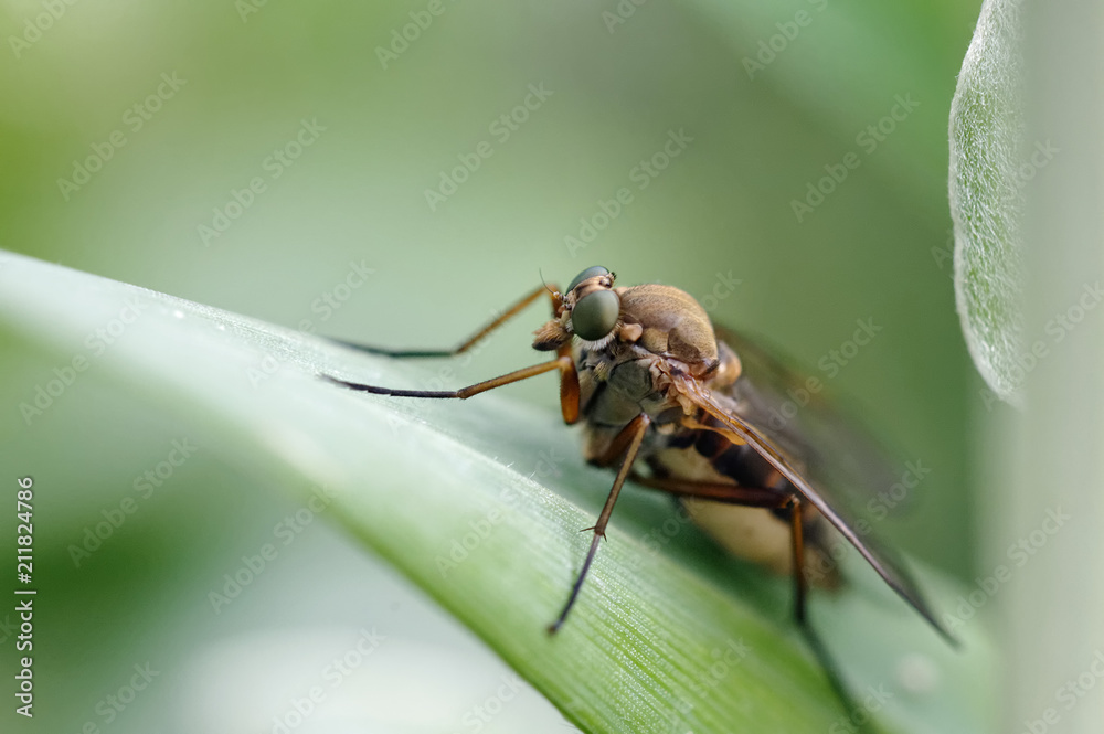 mouche mouche
