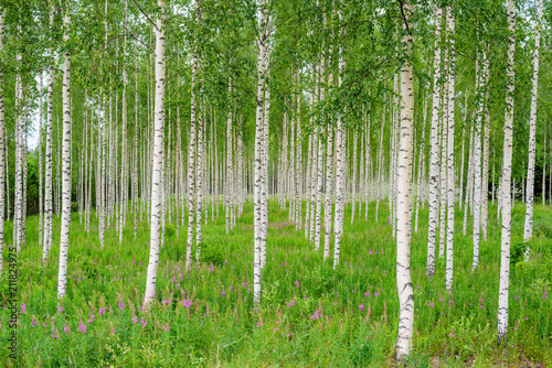 Nature of Finland. Trees in the birch wood in a row in summer