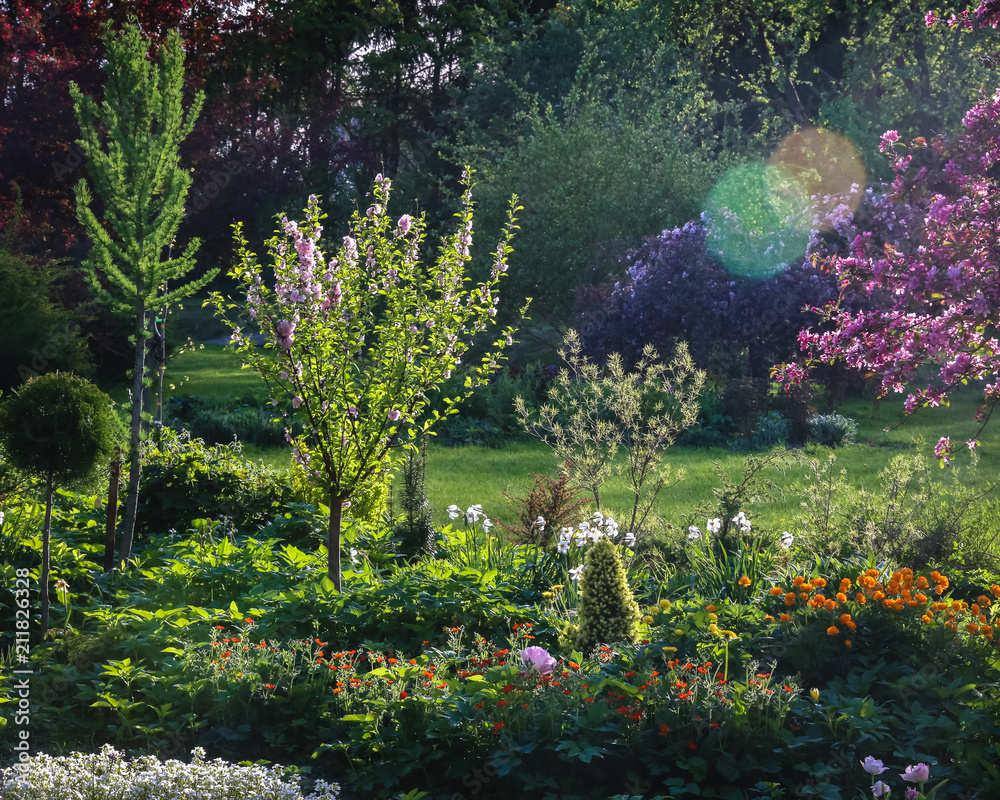Fototapeta premium sunny afternoon, ornamental garden, everything is green and flower apple tree, flowers bloom in the hollows; many ornamental plants