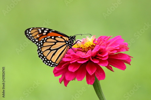 A gorgeous Monarch Butterfly feeds on a bright pink heirloom zinnia flower in my garden. © Melody Mellinger